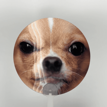 렌티큘러부채 악마견치와와 GIF 2